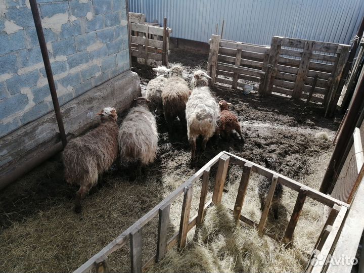 Бараны и овцы