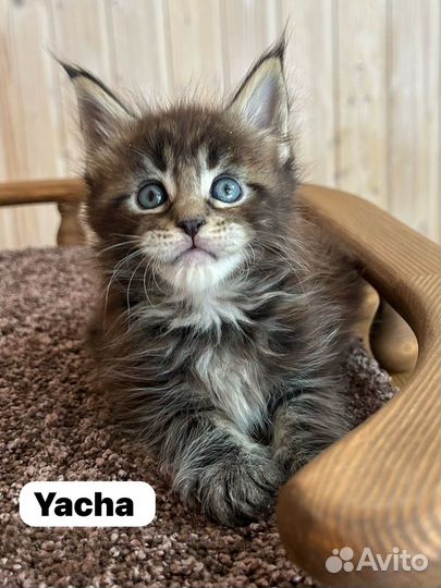 Котята Мейн Кун