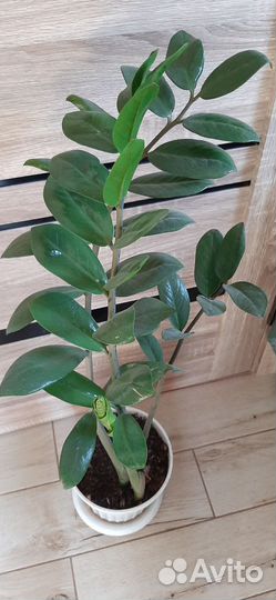 Замиокулькас