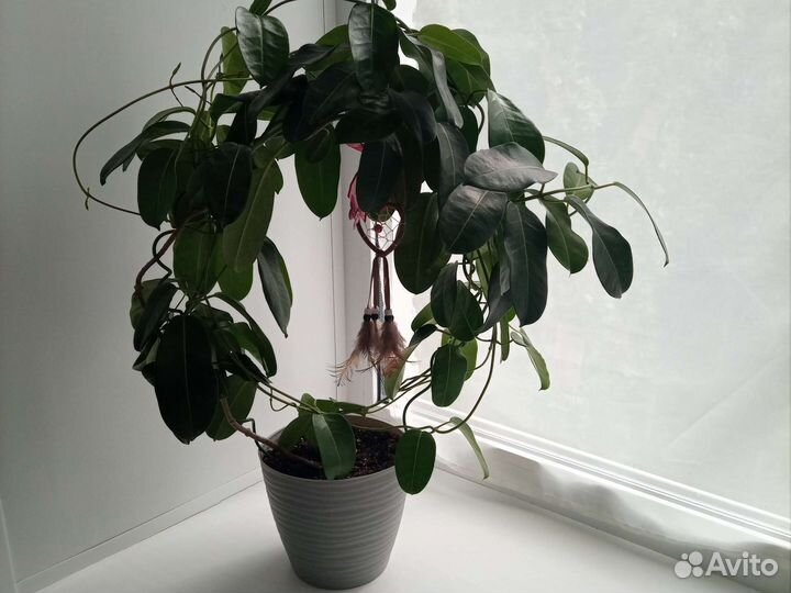 Стефанотис