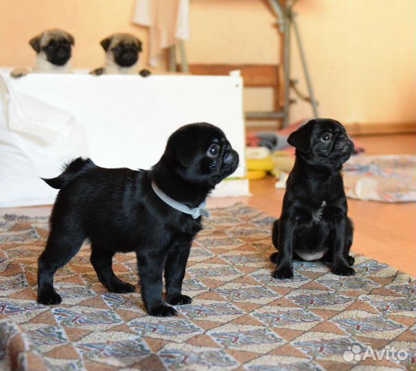 Мопсы щенки