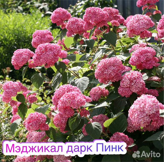 Гортензия Белла Анна