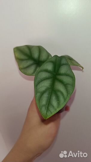 Алоказии сортовые