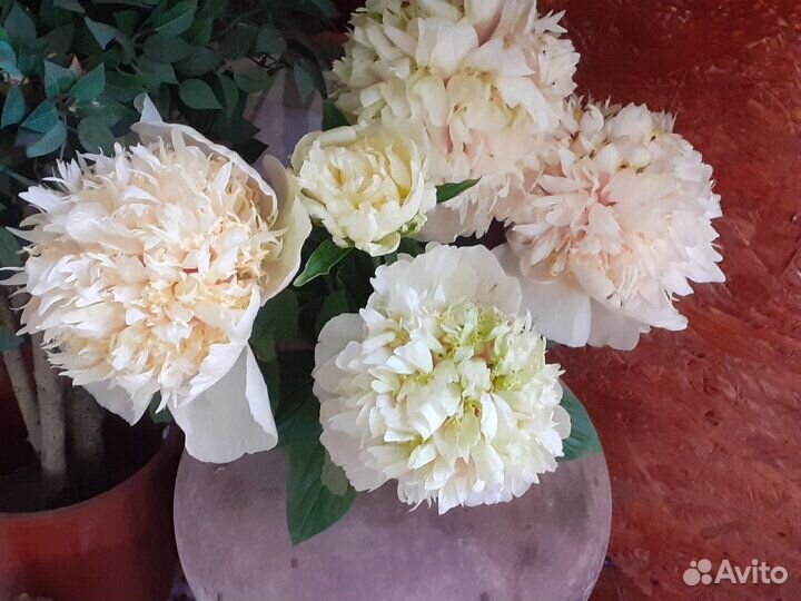 Пионы деленки Квитцин