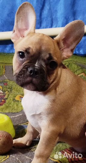 Малыши французского бульдога