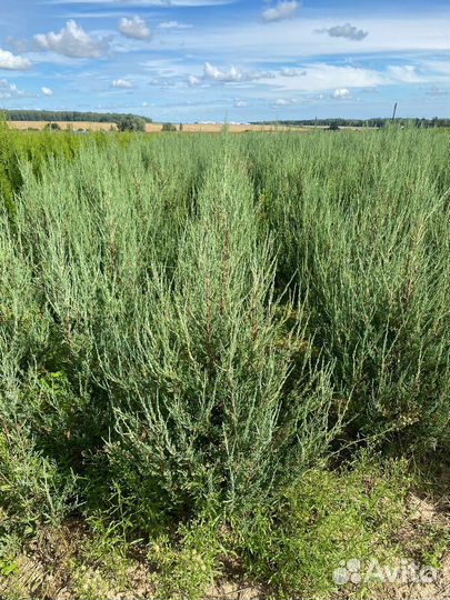 Можжевельник Блю Эрроу