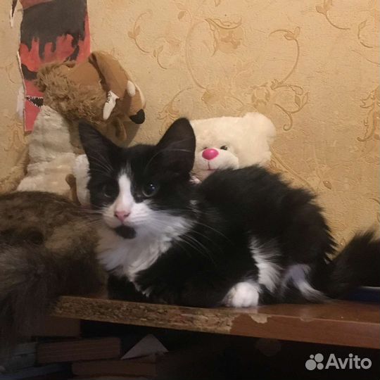 Котята в хорошие. Ответственный руки