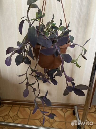 Традесканция бледная цветы