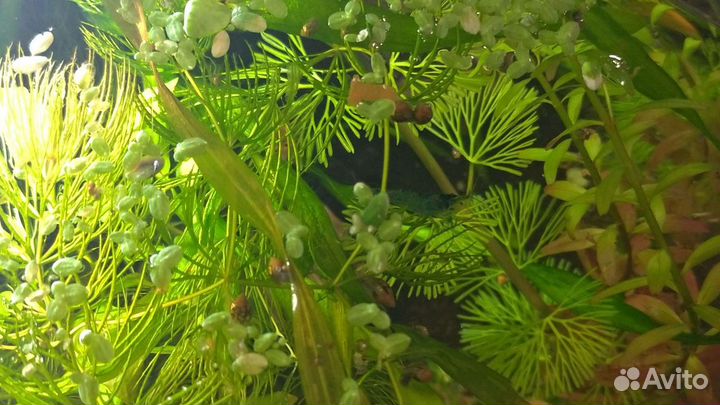 Улитки Физы, Мелании