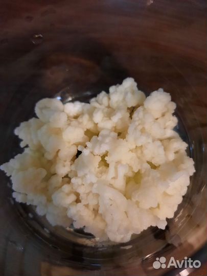 Тибетский молочный гриб