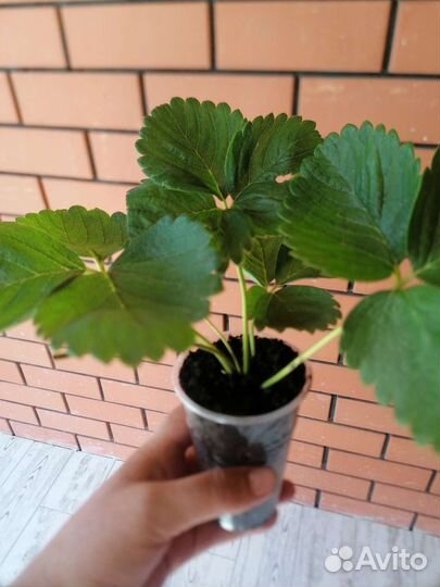 Рассада клубники азия