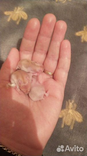 Сирийские джунгарики, порода белых, жемчужных