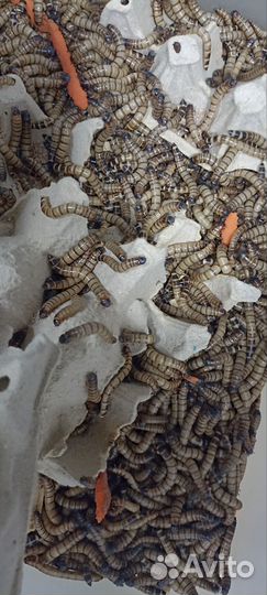 Кормовые насекомые