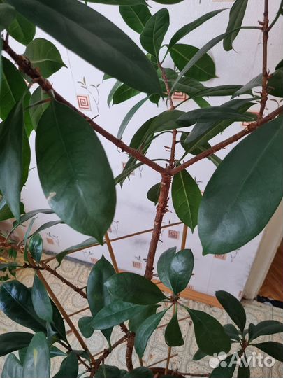 Фикус бокальчатоприлистниковый большой