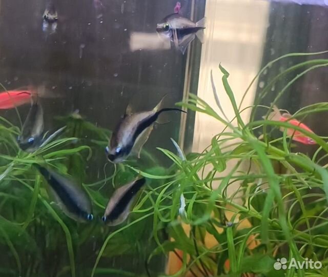 Рыбки аквариумные королевская тетра
