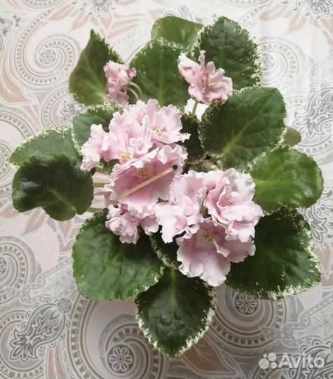 Фиалка сортовая