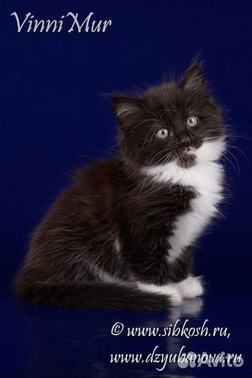 Сибирские котята