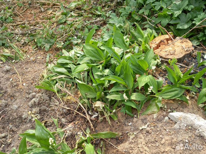 Ландышь рассада 100р