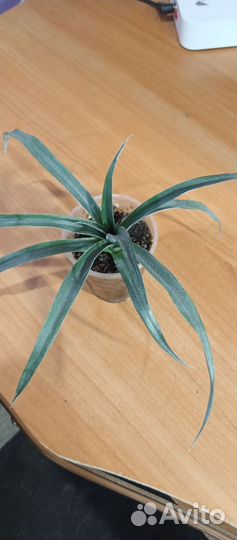 Комнатный ананас