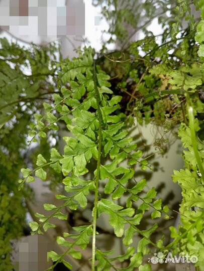 Папоротник