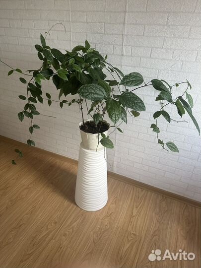 Клеродендрум