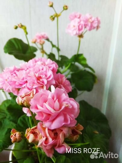 Герань пеларгония