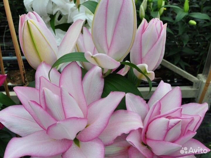 Луковицы лилий махровых (розелили)