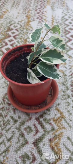 Фикус бенджамина