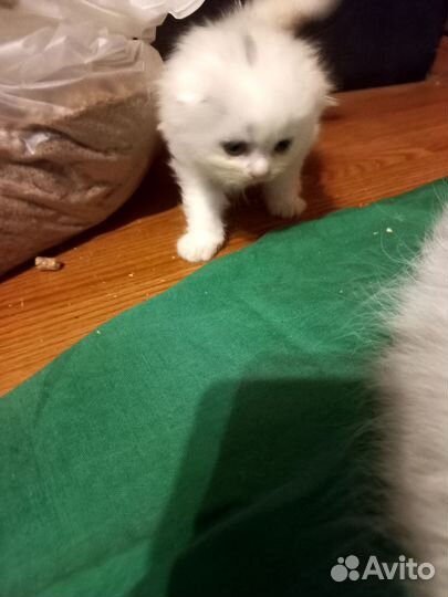 Шотландские котята