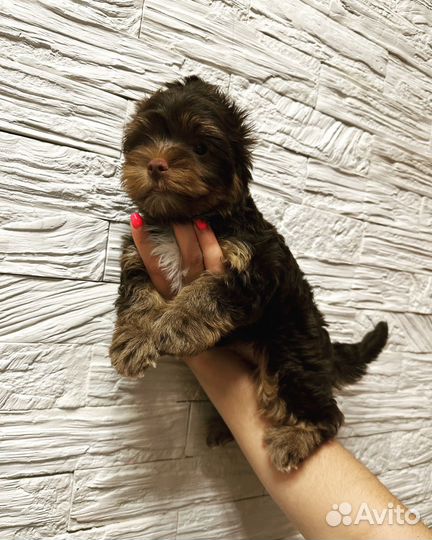 Шоколадный йорк, цвктной йорк, биро, бивер