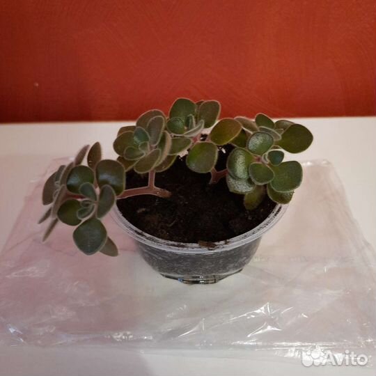 Аихризон дерево любви