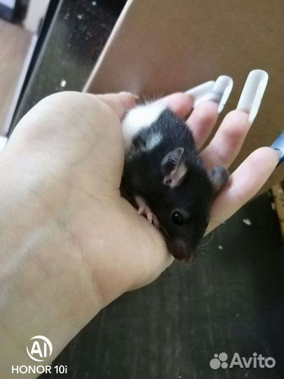 Крыса дамбо хаски