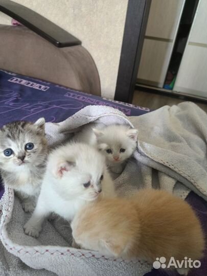Котята отдам в добрые руки бесплатно