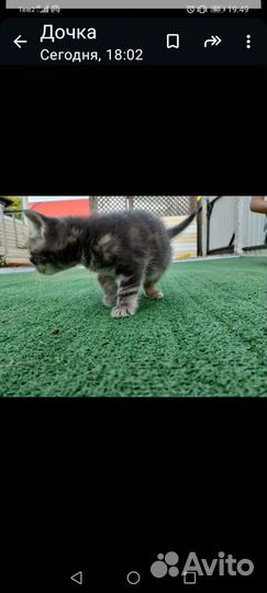 Отдам котика в добрые руки