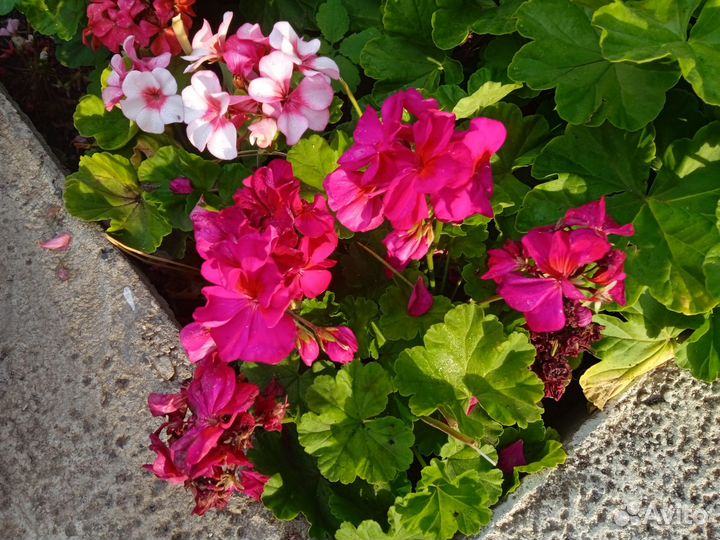 Герань пеларгония сортовая срезы