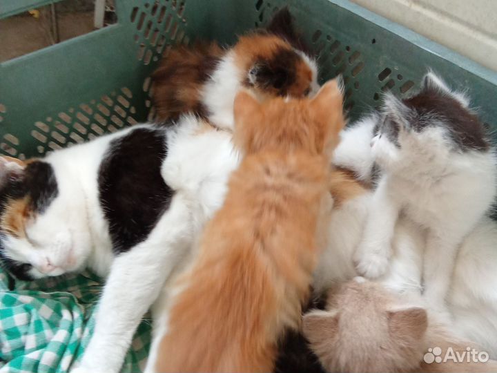 Котята в добрые руки