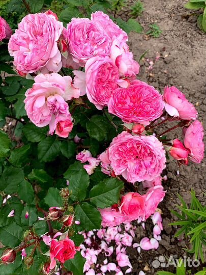 Парковая роза