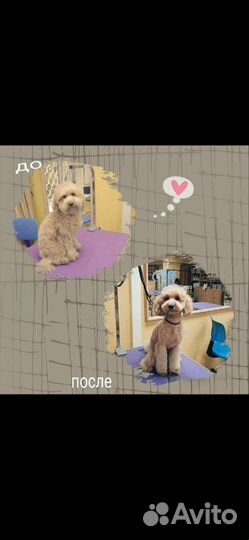 Груминг собак и кошек с выездом на дом