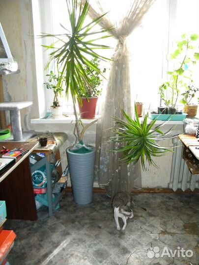 Драцена маргината 