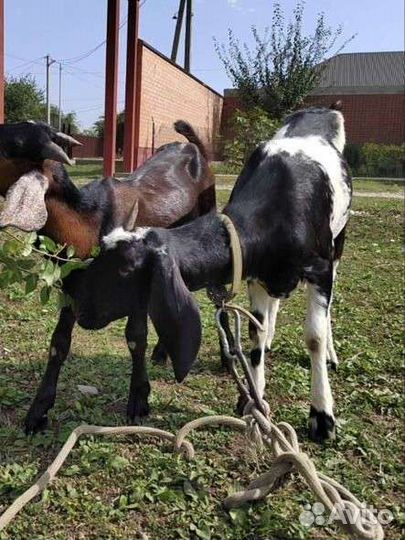 Нубийская коза