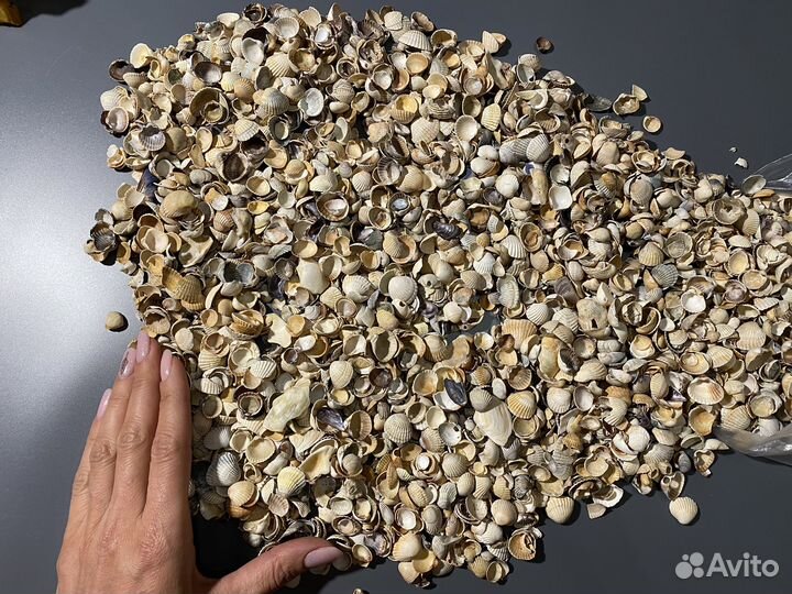 Морские ракушки с Азовского моря