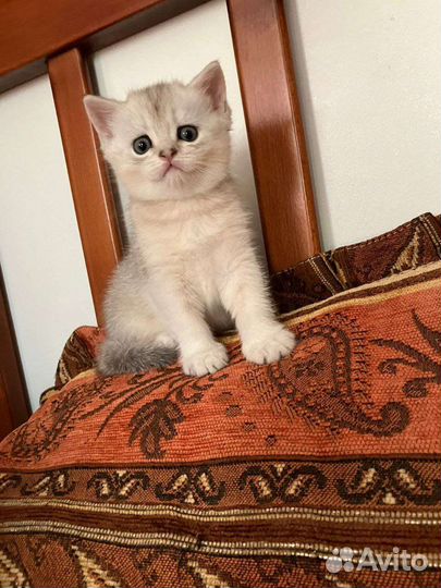 Шотландская девочка