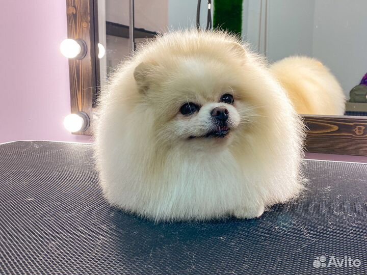 Стрижка собак и кошек