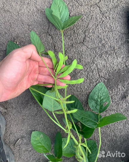 Семена сои ес Фавор