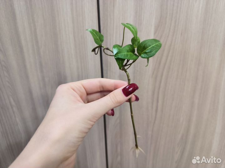 Вьющийся цветок (отросток)