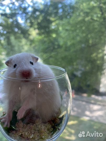 Сирийские хомячки