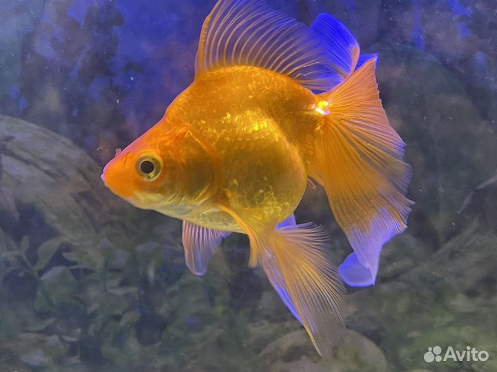 Аквариум с рыбками