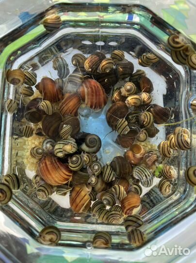 Улитки аквариумные
