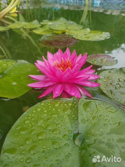 Нимфея Тан-Кван