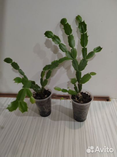 Продам цветы комнатные